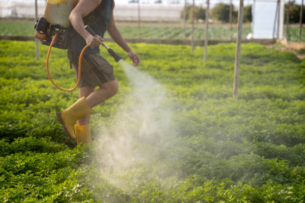 Wasp Removal Services in Frederick, CO